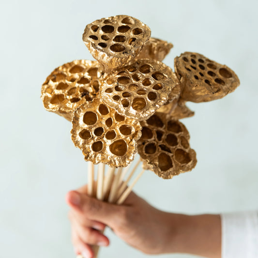 Golden Lotus Pods On Stems (Pack Of 10)