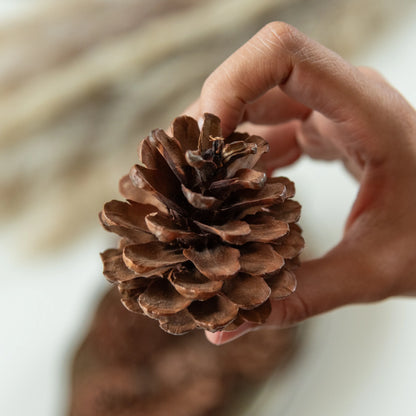 Pine Cones (Set of 10 pcs)
