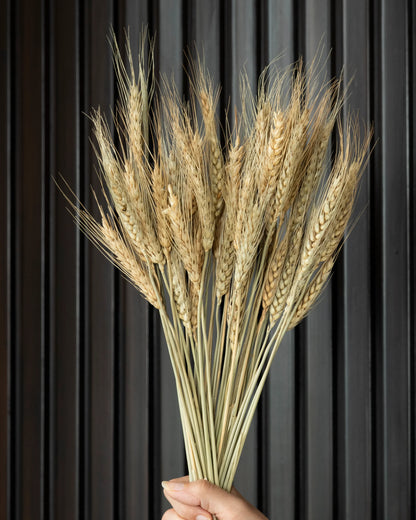 Combination of Wheat & Havana Grass (100 Grams Each)