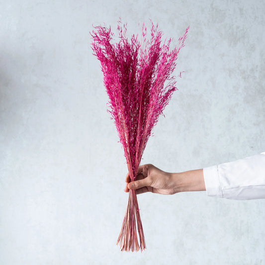 Pink Tiger Grass (100 Grams)