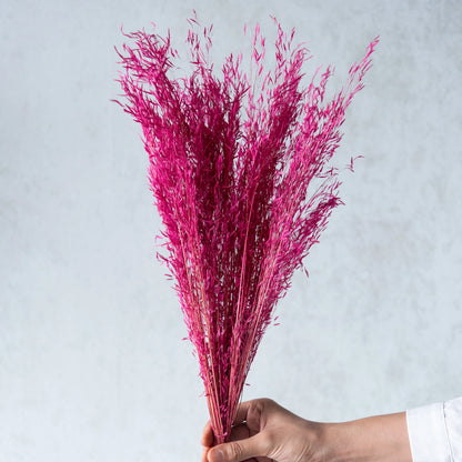 Pink Tiger Grass (100 Grams)