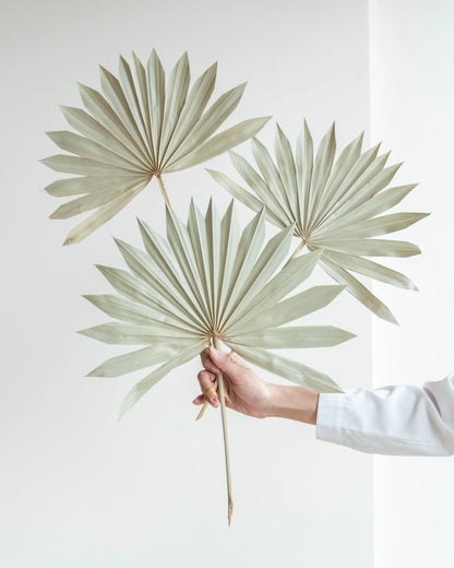 Natural Sun Palm Spears (Set Of 5 Pcs)