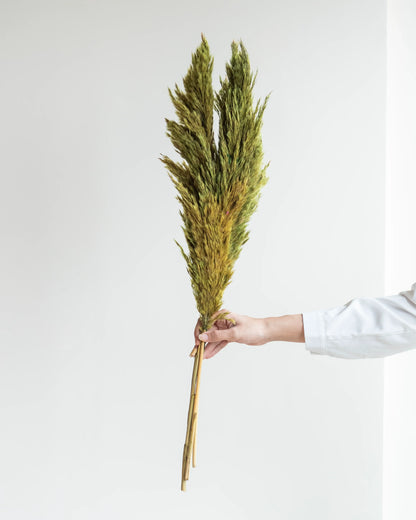 Grass Green Pampas (10 Sticks)