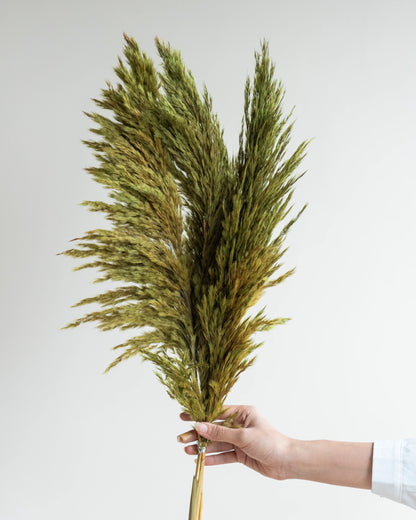 Grass Green Pampas (10 Sticks)