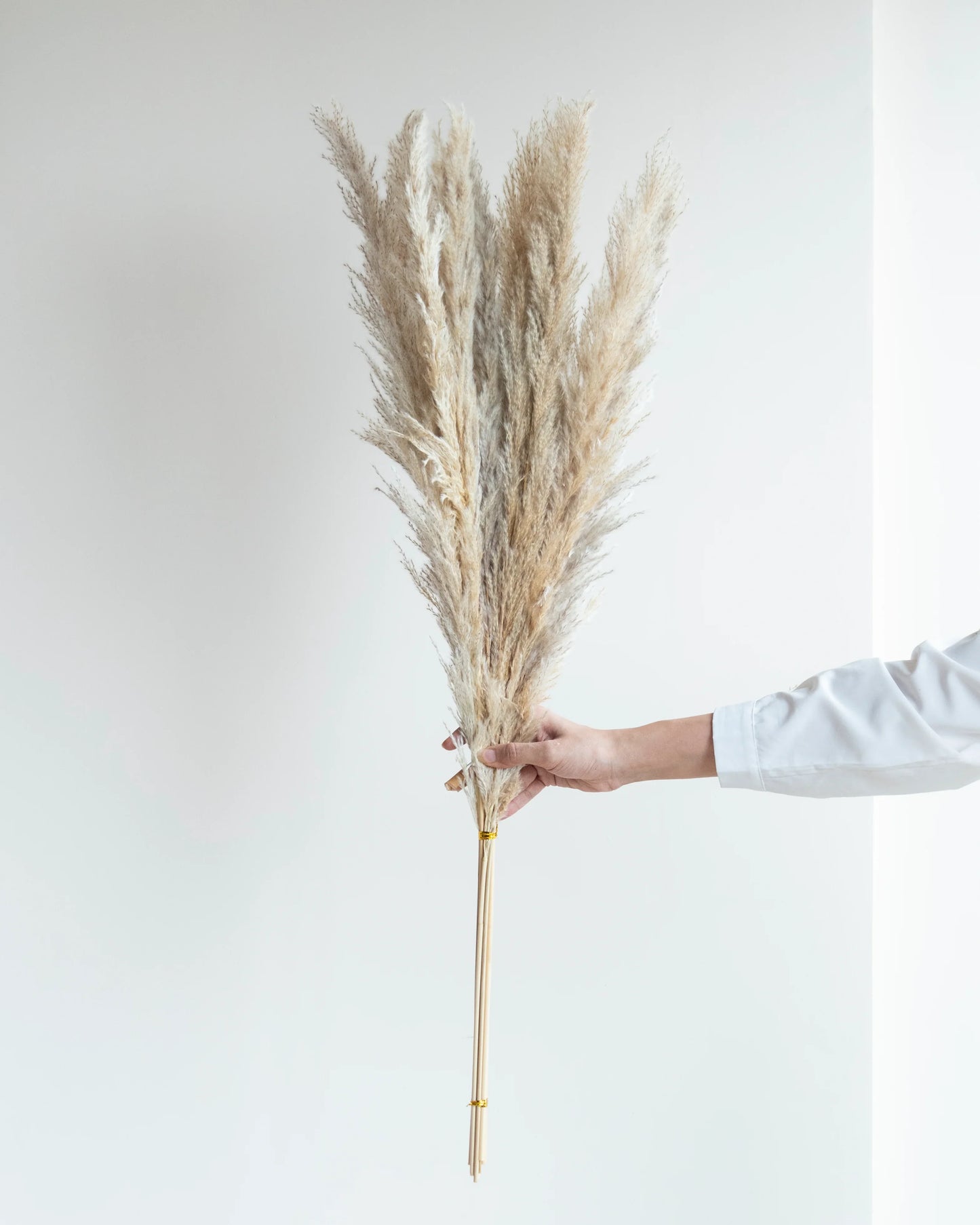 Glow Pampas Grass (Pack of 10 Sticks)