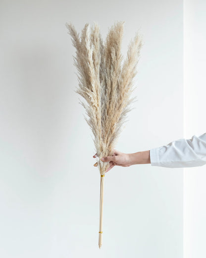 Glow Pampas Grass (Pack of 10 Sticks)