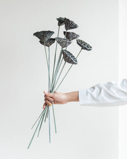 White Wash Lotus Pods On Stems (Pack Of 10)