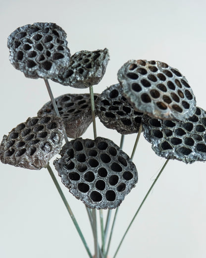 White Wash Lotus Pods On Stems (Pack Of 10)