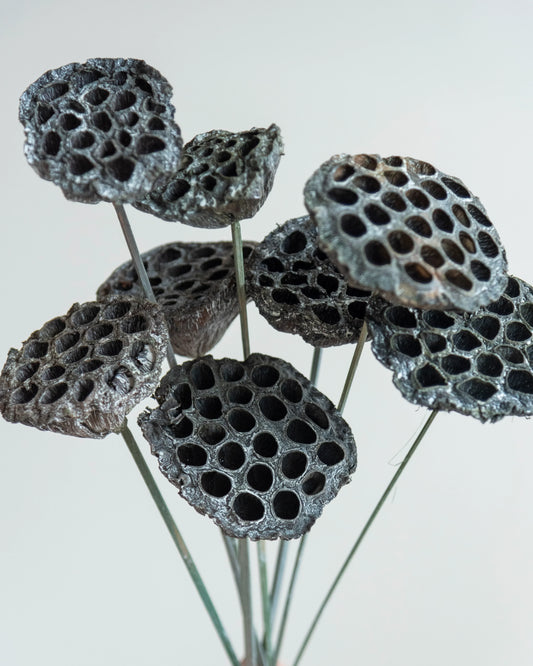 White Wash Lotus Pods On Stems (Pack Of 10)