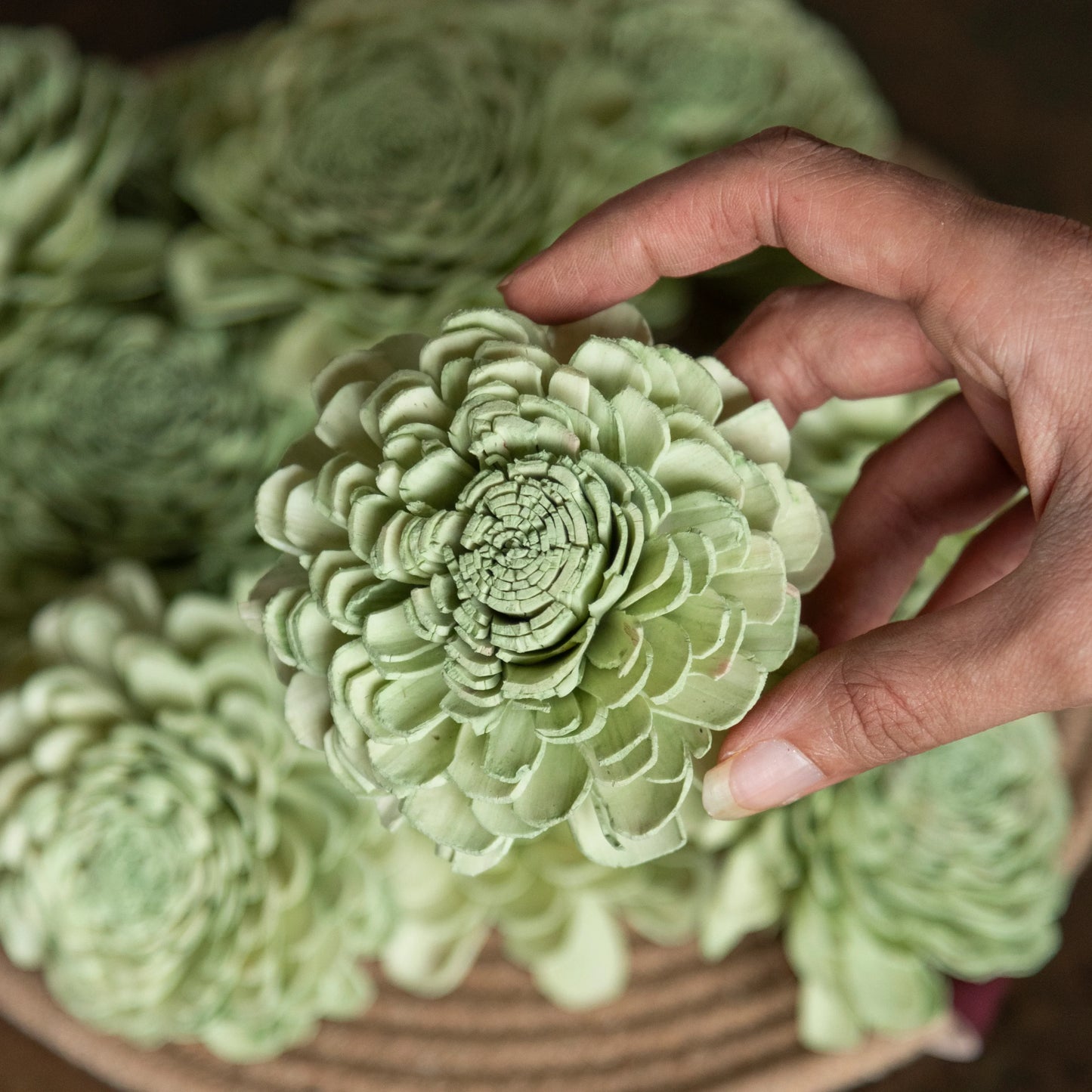 Garden Green Sola Flowers 8 cm (Pack of 10)