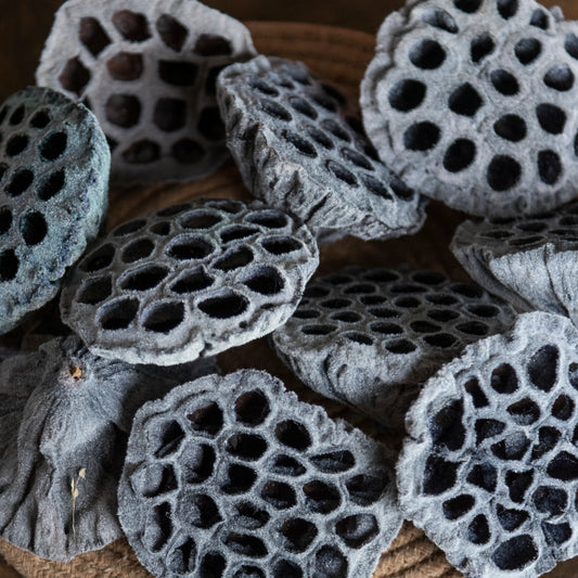 Velvet Lotus Pods (Pack Of 10)