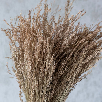 Star Grass (100 Grams)