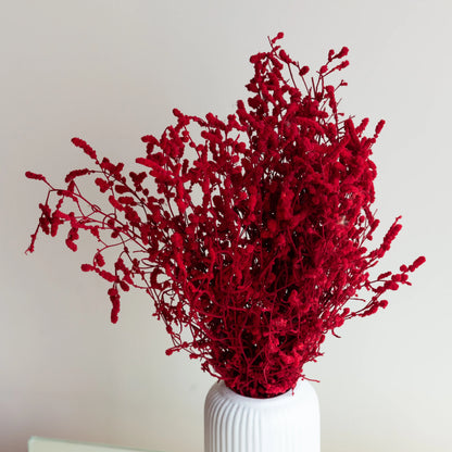 Red Dried German Statice Grass (100 Grams) in a White Ribbed Vase