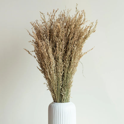 Star Grass (100 Grams)