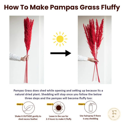Crimson Red Glow Pampas Grass (Pack of 10 Sticks)