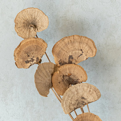 Sponge Mushroom Sticks (10 Sticks)