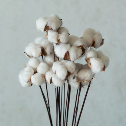 Cotton Sticks (Pack of 15)