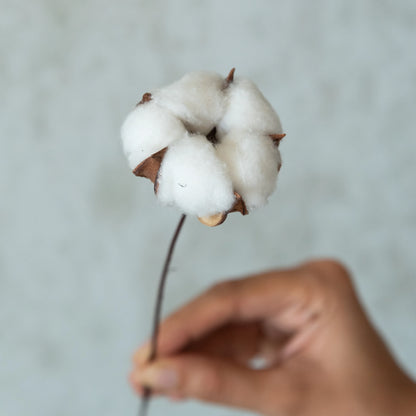 Cotton Sticks (Pack of 15)