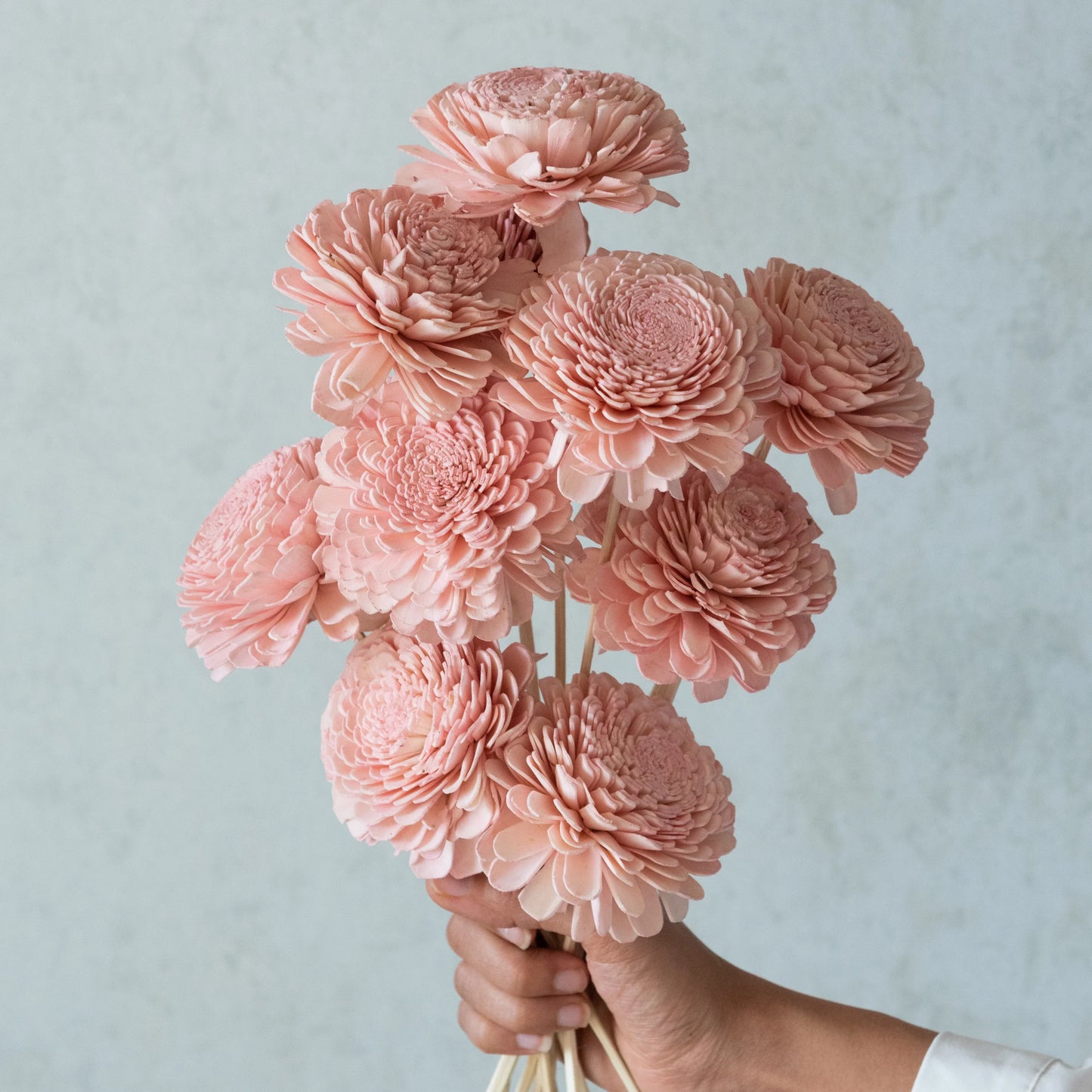 Blush Pink Belly Sola Wood Flowers Sticks (10 Sticks)