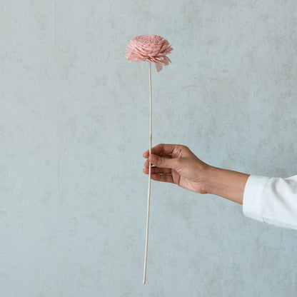 Blush Pink Belly Sola Wood Flowers Sticks (10 Sticks)