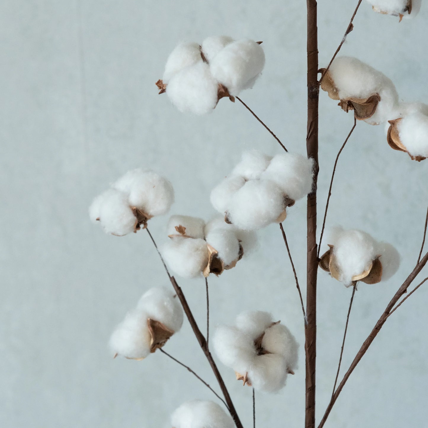 Cotton Branch Stick (Set of 5)