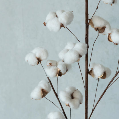 Cotton Branch Stick (Set of 5)