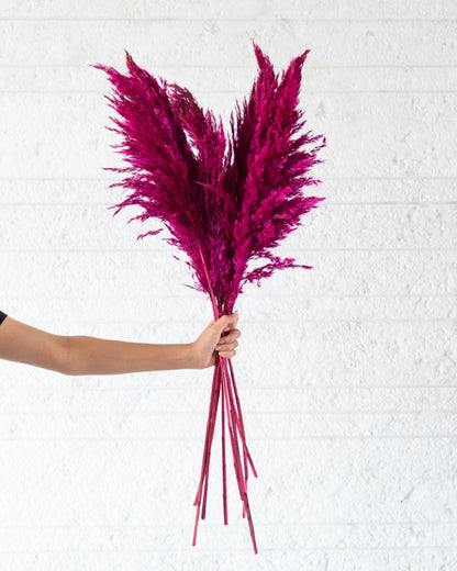 Pink Pampas Grass (Pack of 10 Sticks)