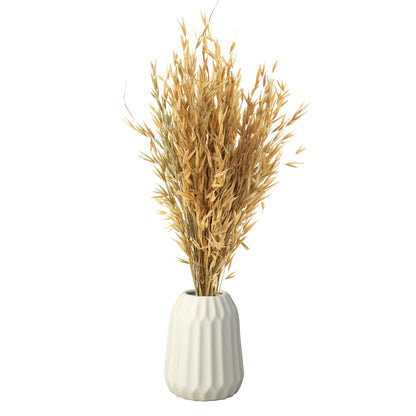 Havana Grass (100 Grams)