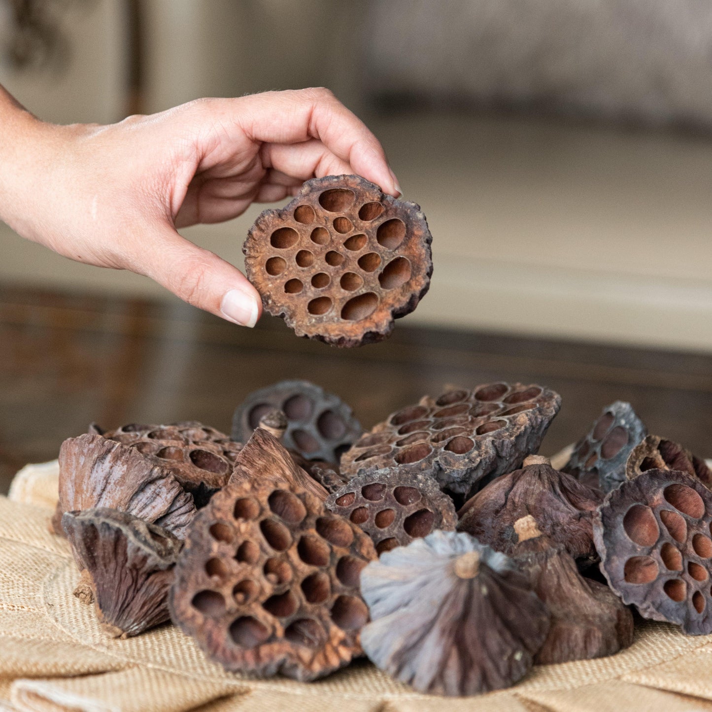 Lotus Pods (Pack Of 10)