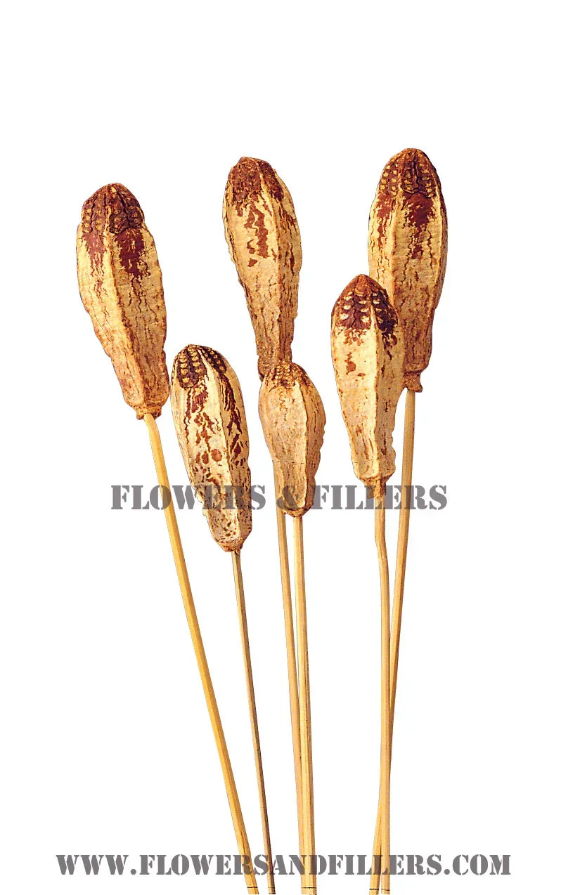 Mehogany On Stem (10 sticks)