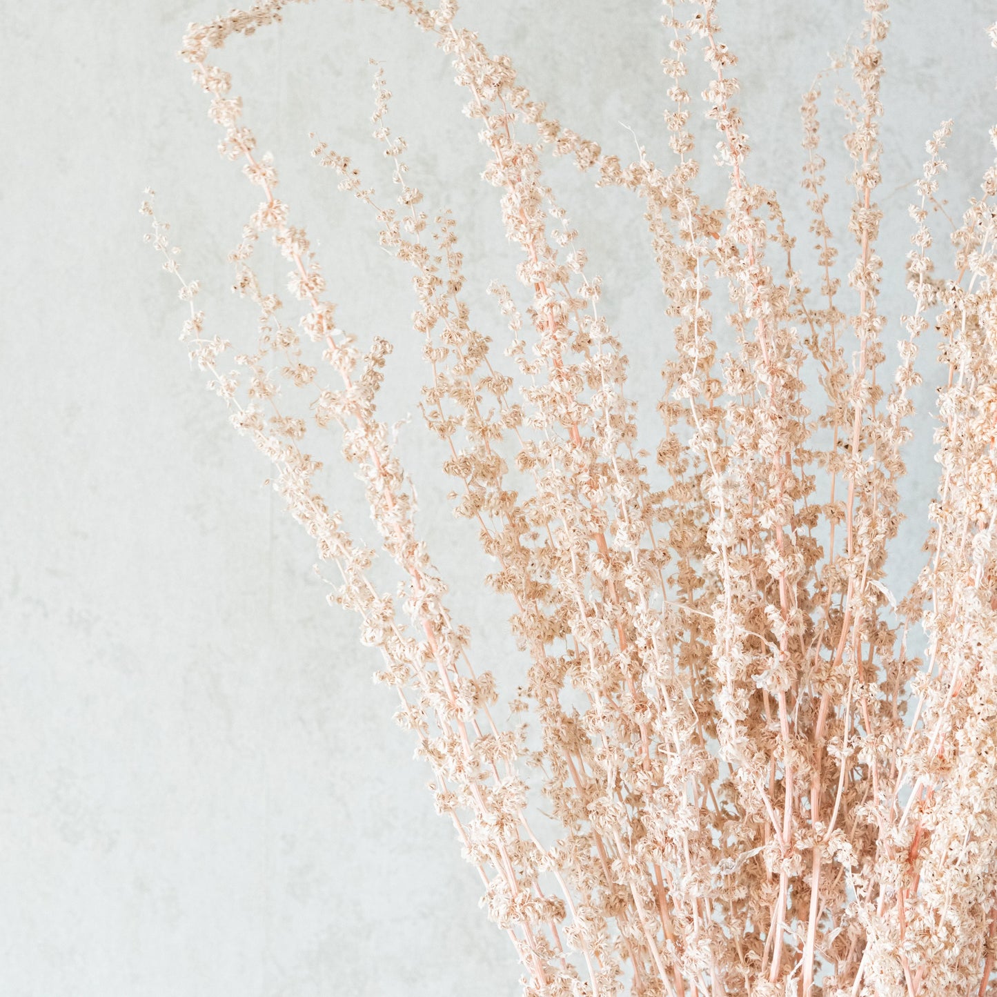 Stag Grass Pink (50 sticks)