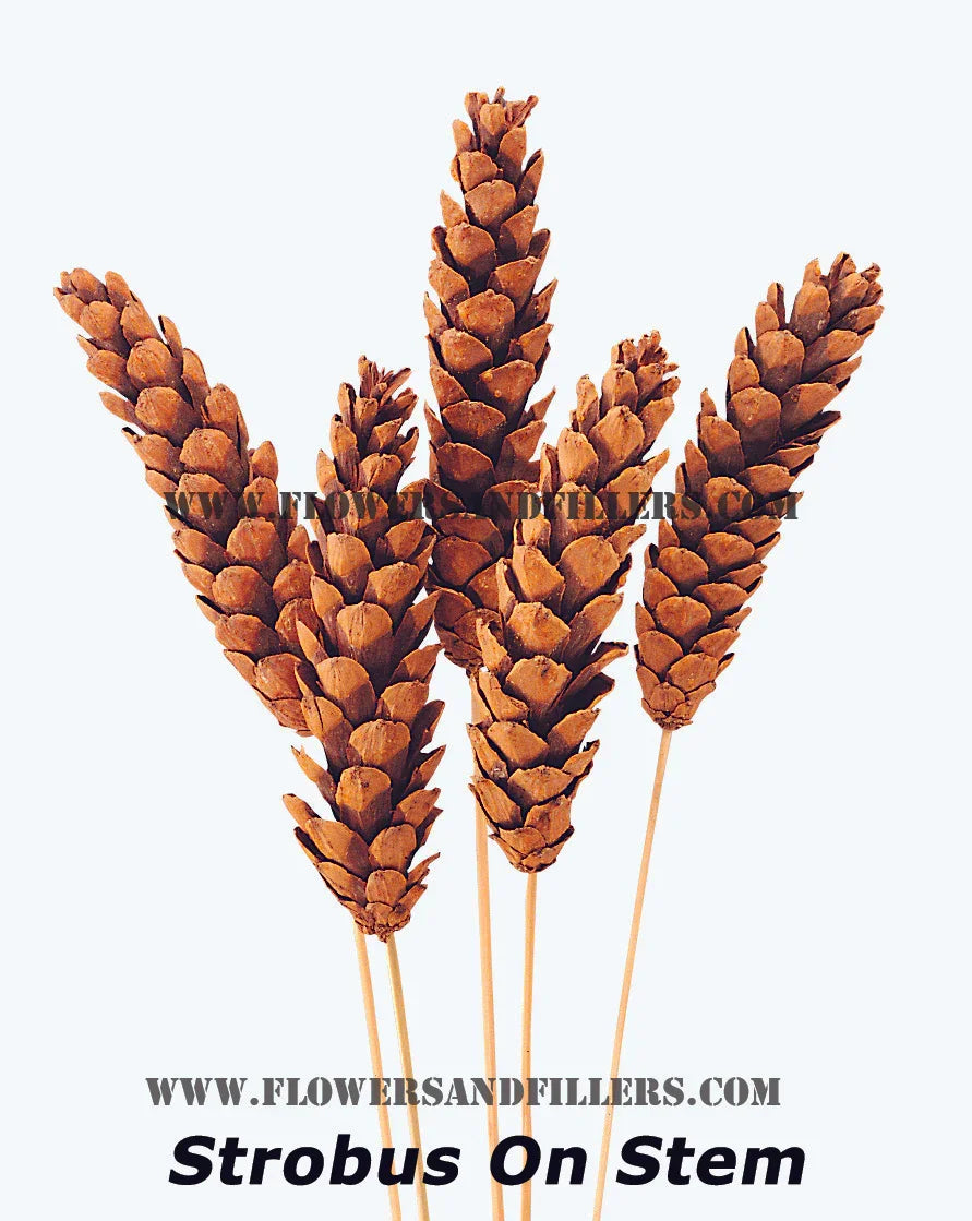 Strobus Pine Sticks (Pack of 5 pcs)